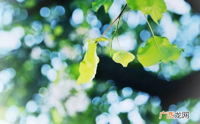 叶面肥哪个好,施宝乐叶面肥