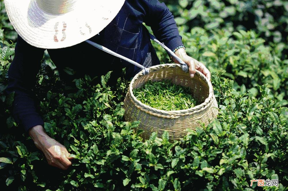 个人创业想法,茶的创业想法