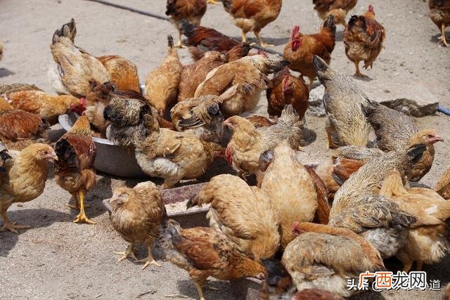 小型养殖什么最赚钱 农村致富网养殖业养鸡