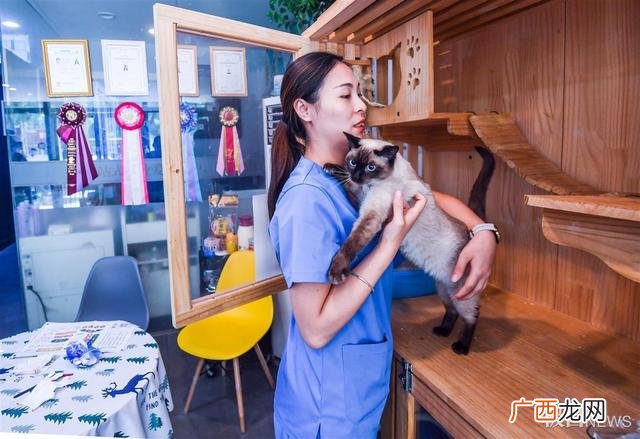 宠物店创业计划的实施 宠物店铺创业计划书