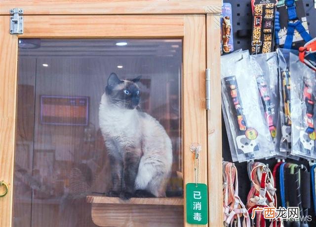 宠物店创业计划的实施 宠物店铺创业计划书