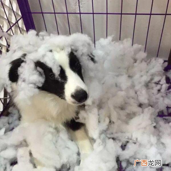 养狗选什么品种,养狗创业养什么品种好