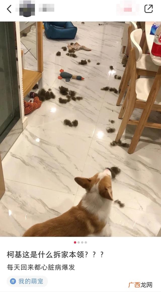 养狗选什么品种,养狗创业养什么品种好