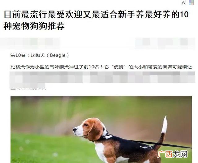 养狗选什么品种,养狗创业养什么品种好