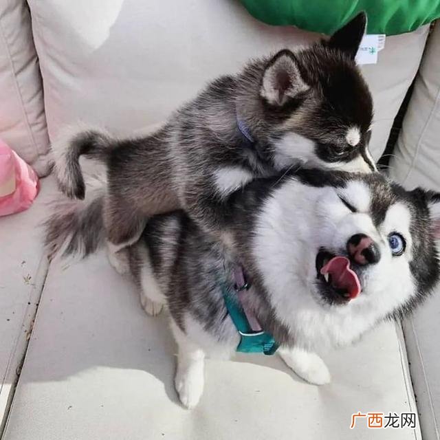 养狗选什么品种,养狗创业养什么品种好
