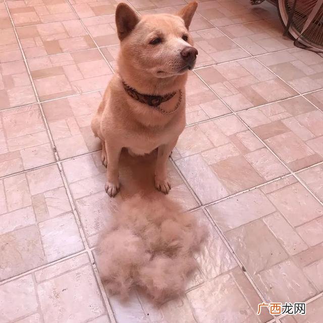 养狗选什么品种,养狗创业养什么品种好