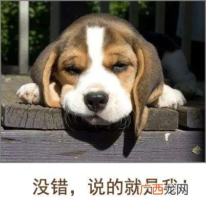 养狗选什么品种,养狗创业养什么品种好