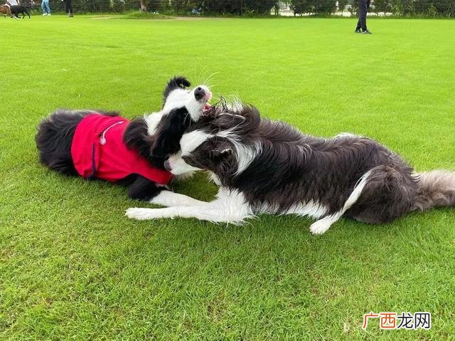 养狗选什么品种,养狗创业养什么品种好