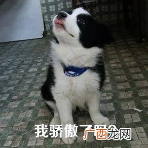 养狗选什么品种,养狗创业养什么品种好