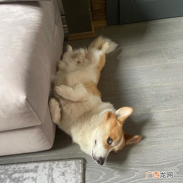 养狗选什么品种,养狗创业养什么品种好