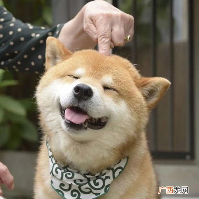 养狗选什么品种,养狗创业养什么品种好