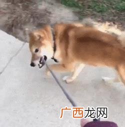 养狗选什么品种,养狗创业养什么品种好
