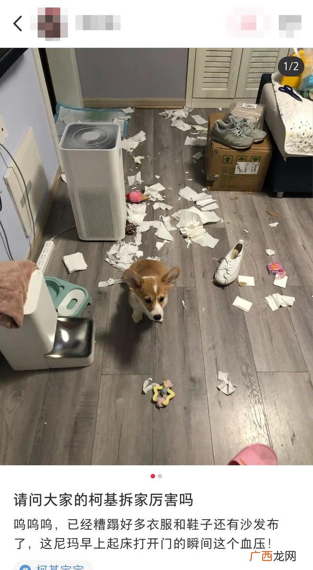 养狗选什么品种,养狗创业养什么品种好
