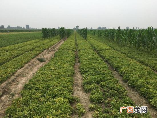 中药材大全,我们南方可以种什么药材