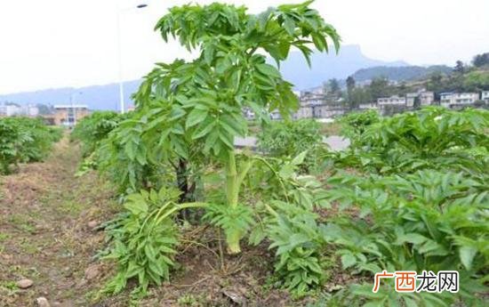 中药材大全,我们南方可以种什么药材