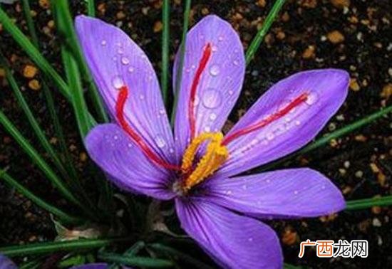 中药材大全,我们南方可以种什么药材