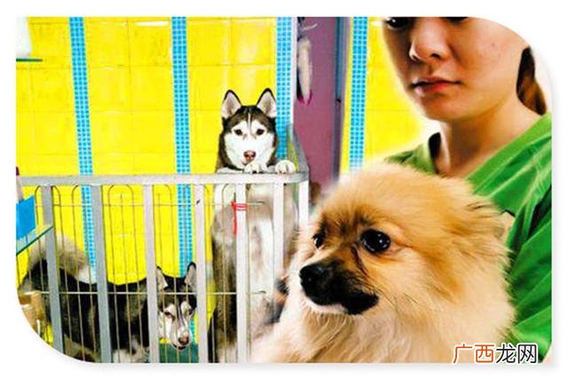 创业项目致富,鸿鹄创业项目