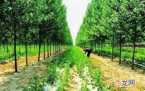 中药种植创业计划怎么写 草药种植创业计划书