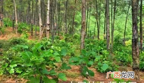 中药种植创业计划怎么写 草药种植创业计划书