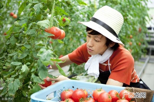 在家种菜卖能赚钱吗 青年创业种菜