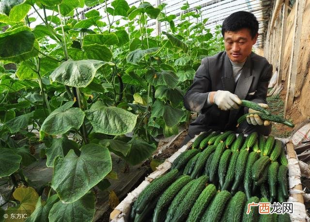在家种菜卖能赚钱吗 青年创业种菜
