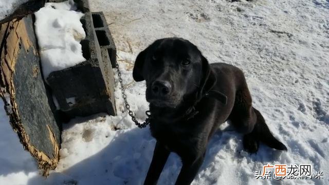 土狗的寿命有多长 什么样的土狗好