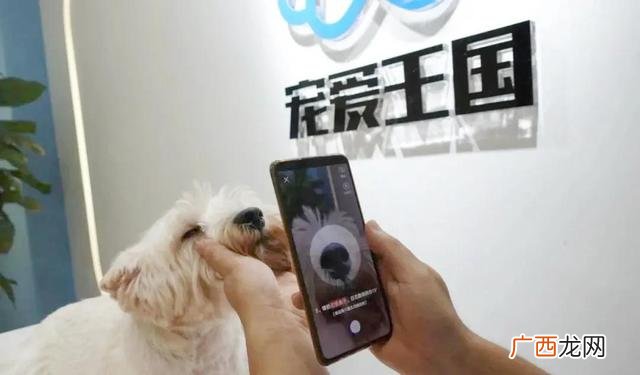 喜欢的小动物,喜欢小动物怎么创业