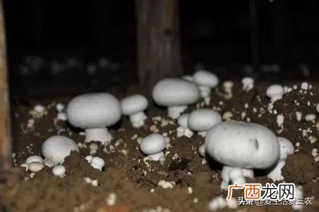 50个适合县城做的生意 农村种植养殖创业项目大全