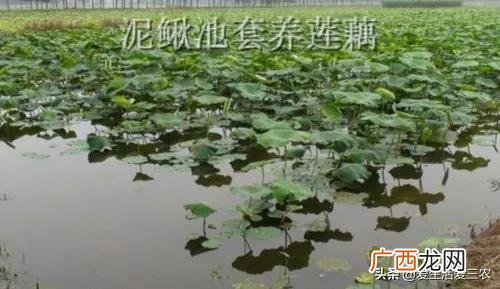 50个适合县城做的生意 农村种植养殖创业项目大全