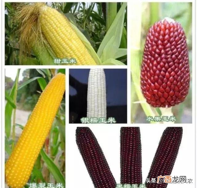 50个适合县城做的生意 农村种植养殖创业项目大全