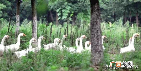 50个适合县城做的生意 农村种植养殖创业项目大全