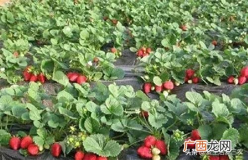 50个适合县城做的生意 农村种植养殖创业项目大全