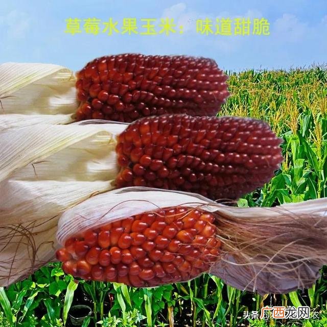 50个适合县城做的生意 农村种植养殖创业项目大全