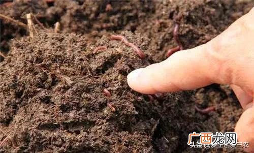 50个适合县城做的生意 农村种植养殖创业项目大全