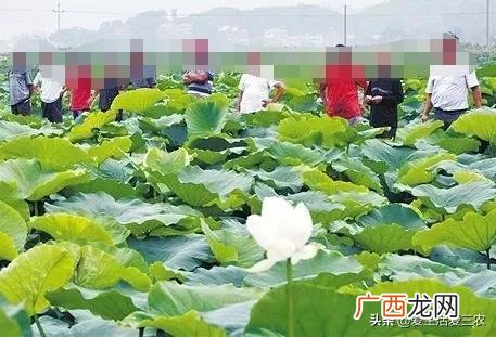 50个适合县城做的生意 农村种植养殖创业项目大全