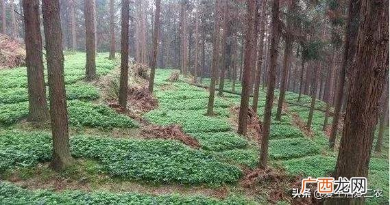 50个适合县城做的生意 农村种植养殖创业项目大全