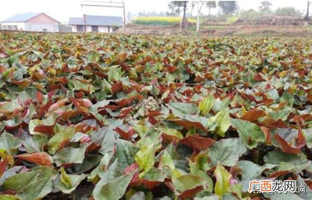 在农种植什么产业好,种植行业创业