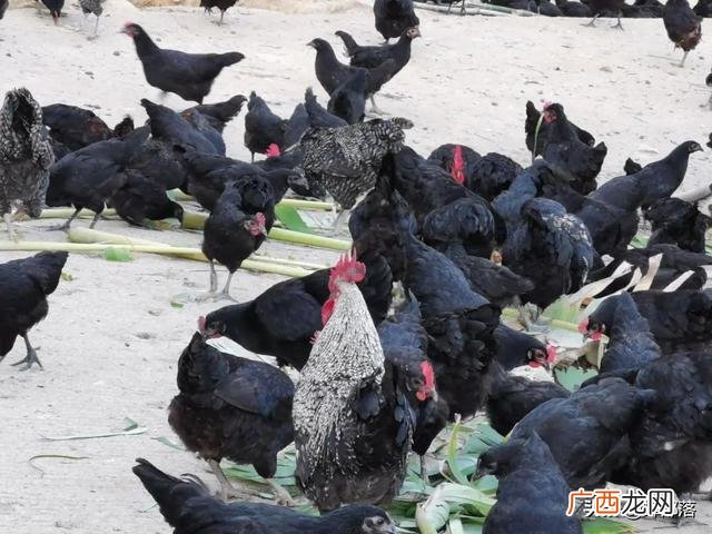 养殖项目,适合农村小本养殖项目