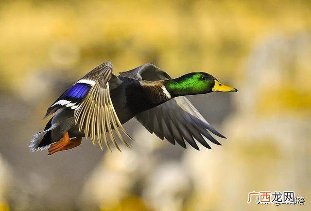 养殖项目,适合农村小本养殖项目
