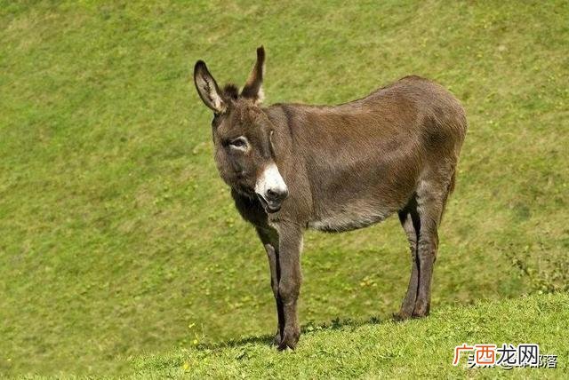 养殖项目,适合农村小本养殖项目