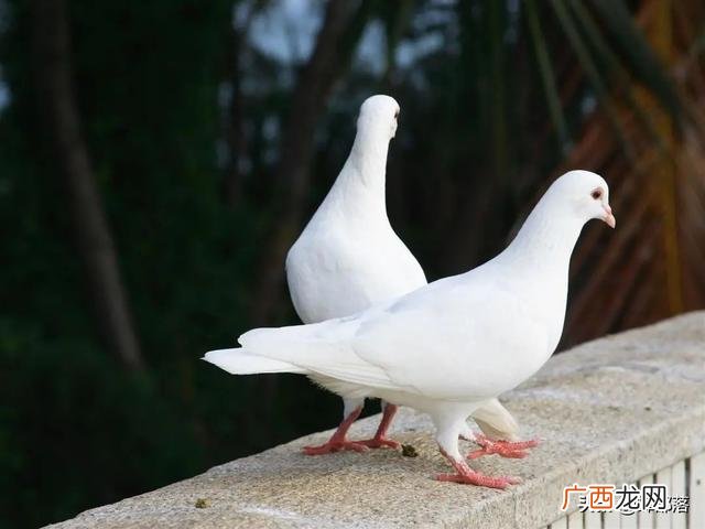 养殖项目,适合农村小本养殖项目