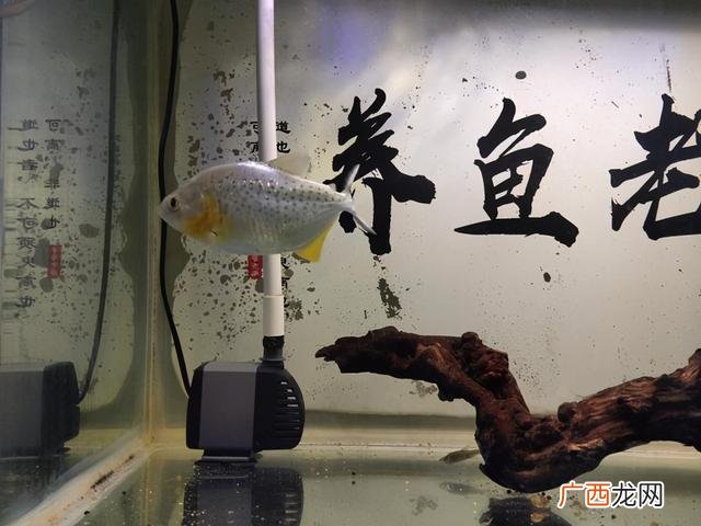家养观赏鱼哪种鱼好养,最好养的观赏鱼