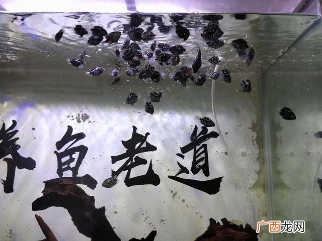 家养观赏鱼哪种鱼好养,最好养的观赏鱼
