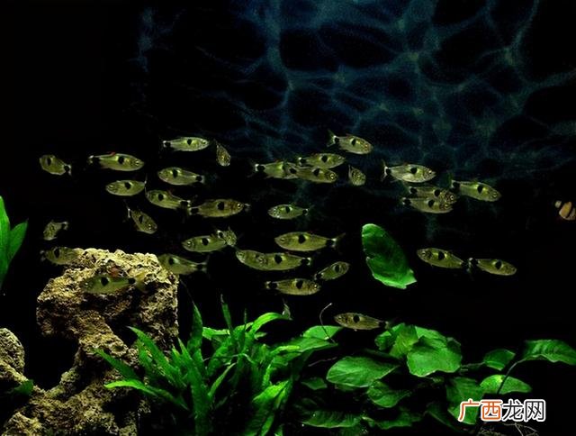 家养观赏鱼哪种鱼好养,最好养的观赏鱼