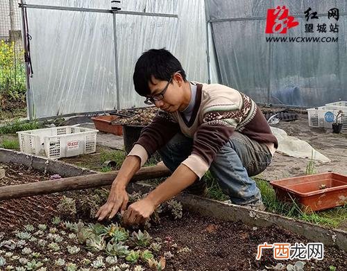 多肉组合盆栽创业,多肉种植创业