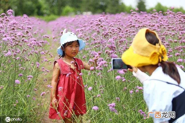 一颗小草图片 小草创业图片大全