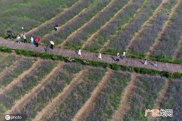 一颗小草图片 小草创业图片大全