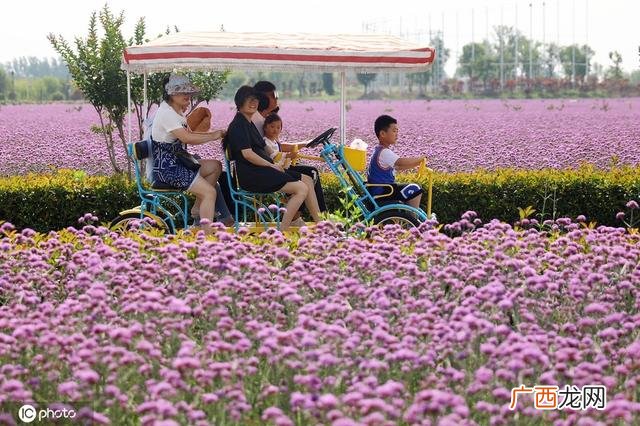 一颗小草图片 小草创业图片大全