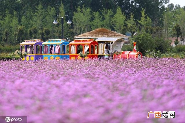 一颗小草图片 小草创业图片大全