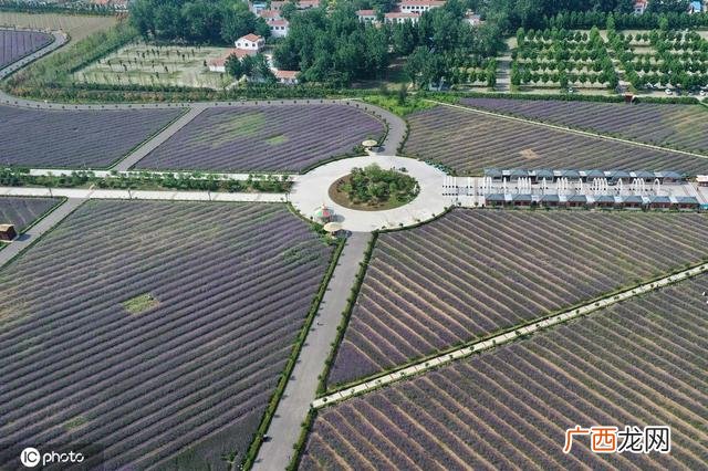 一颗小草图片 小草创业图片大全